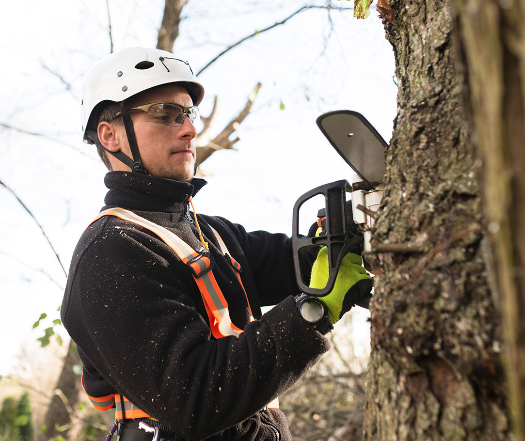 Man With Chainsaw Cutting Tree