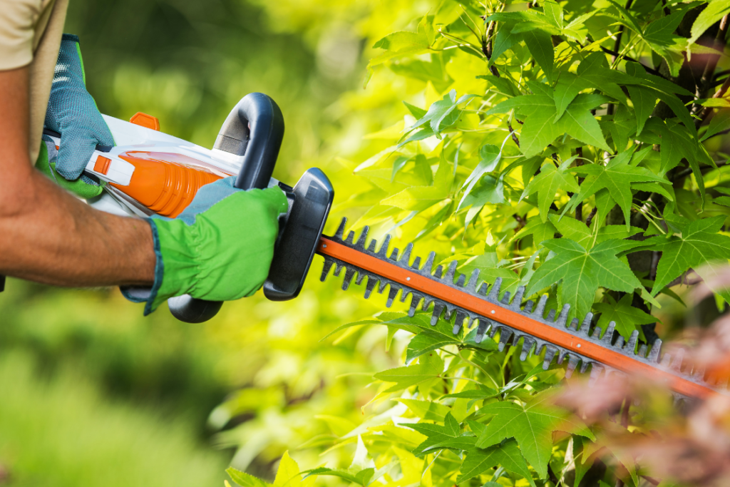 mississauga tree trimming