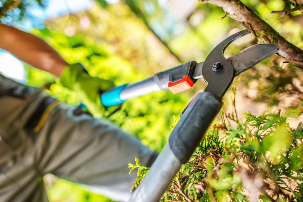 tree trimming near me